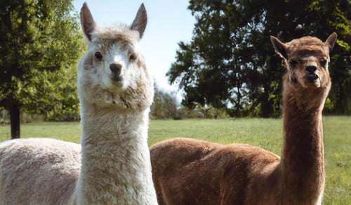 An image featuring an alpaca and a llama standing side by side in a serene pasture-1-1
